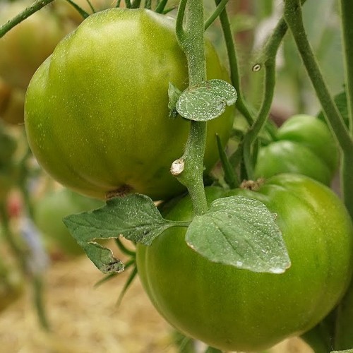 Solanum lycopersicum 'Hiiumaa Roheline' - Harilik tomat 'Hiiumaa Roheline' 